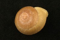藏品(南亞蝸牛科)的圖片